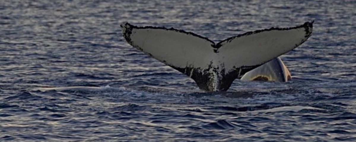 Dignissimos non dolor nostrum doloribus aperiam.