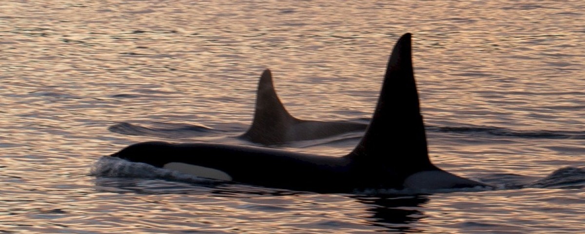 Dolorem non quos minus placeat eum.