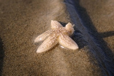 Eilandhoppen tussen de Waddeneilanden