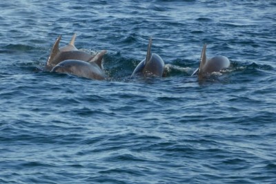 Zeilreis in Schotland