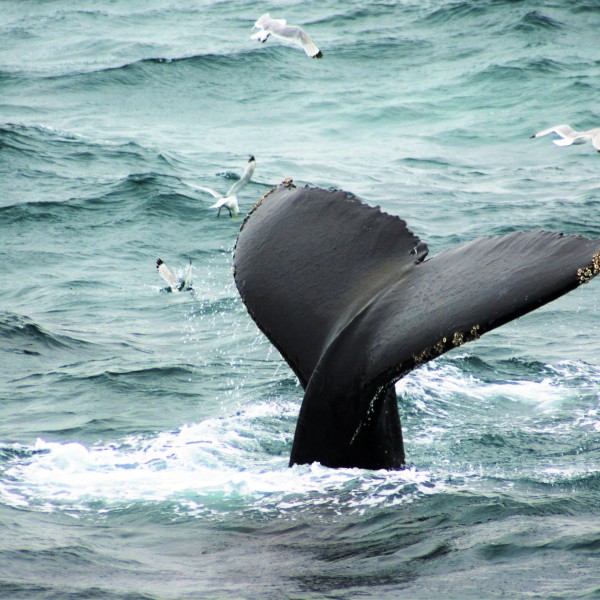 walvis spotten zeilschip antigua